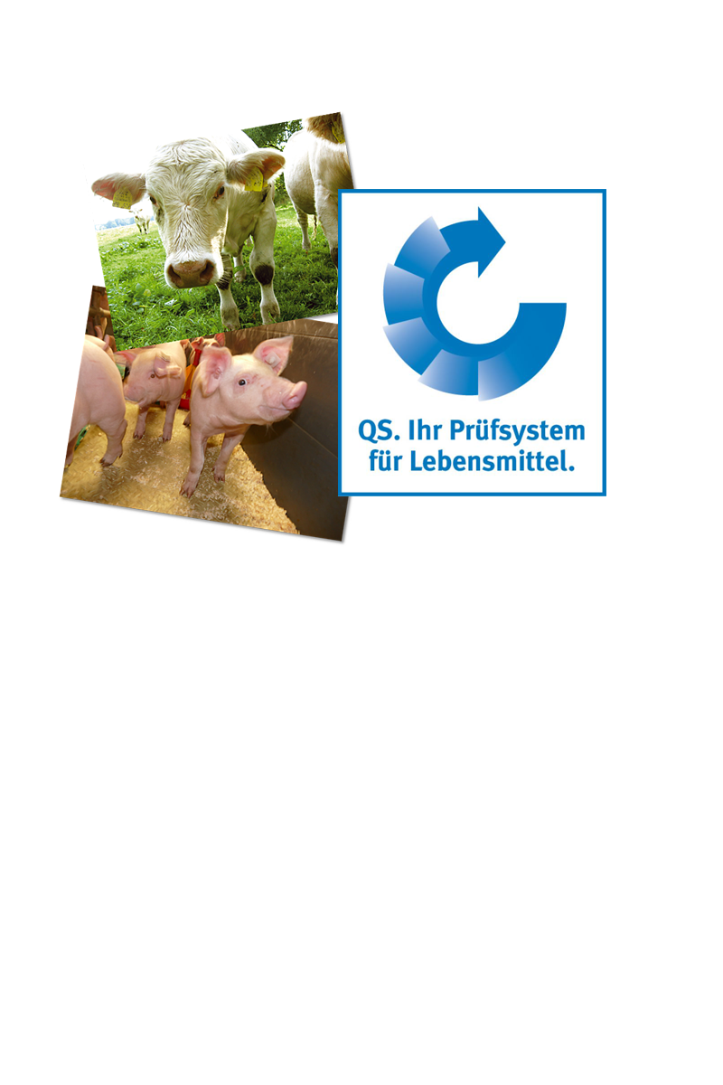 qs rind und schwein